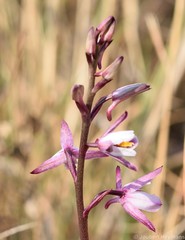 Eulophia hians hians