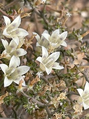 Wahlenbergia decipiens