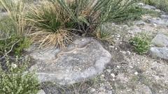 Pituophis catenifer affinis