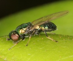 Microchrysa polita