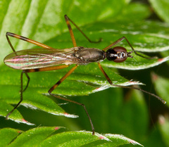 Micropeza corrigiolata