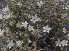 Wahlenbergia decipiens