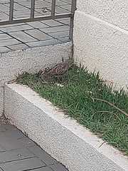 Angiospermae
