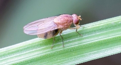Ormia