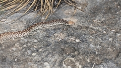 Pituophis catenifer affinis