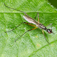 Micropeza corrigiolata