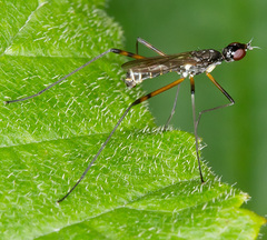 Micropeza corrigiolata