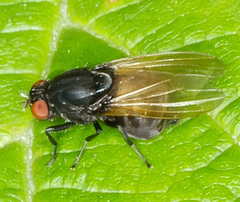 Minettia longipennis