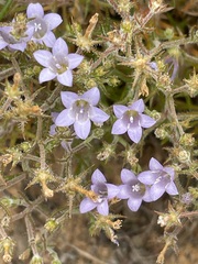 Wahlenbergia ecklonii