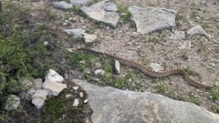 Pituophis catenifer affinis
