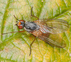 Mycophaga testacea