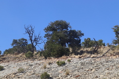 Pinus edulis