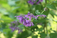 Salvia purpurea