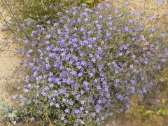 Wahlenbergia ecklonii