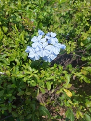 Magnoliopsida