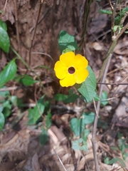 Magnoliopsida
