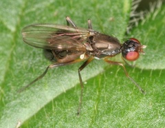 Nemopoda nitidula
