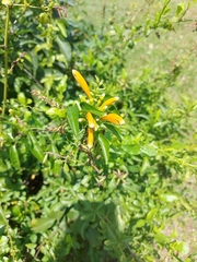 Magnoliopsida