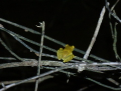 Dendropsophus minutus