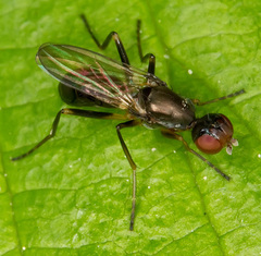 Nemopoda nitidula