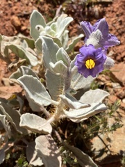 Solanum lasiophyllum