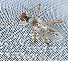 Neria commutata