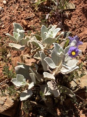 Solanum lasiophyllum