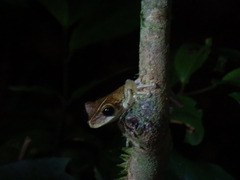 Osteocephalus taurinus