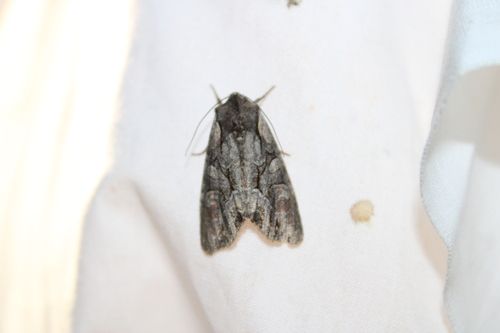 Speckled Cutworm Moth photo 3