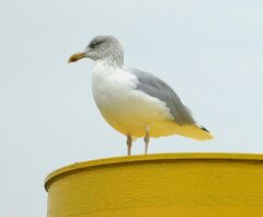 Larus argentatus