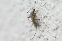 Culex pipiens