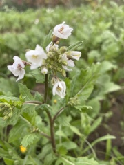 Diplotaxis erucoides