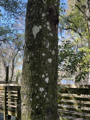 Cryptothecia striata