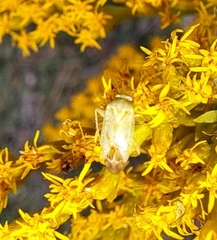 Taylorilygus apicalis