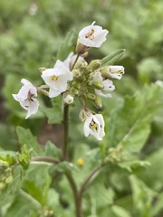 Diplotaxis erucoides