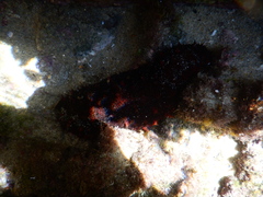 Holothuria inornata