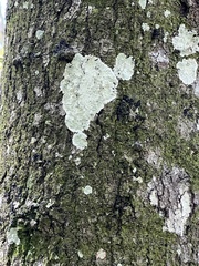 Cryptothecia striata