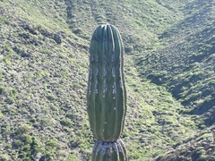 Pachycereus pringlei