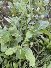 Diplotaxis erucoides