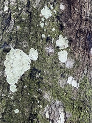 Cryptothecia striata