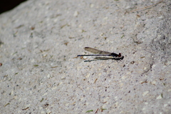 Argia oenea