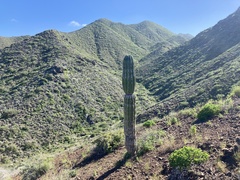 Pachycereus pringlei