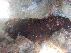 Holothuria inornata