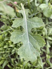 Diplotaxis erucoides