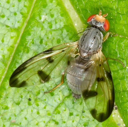 Palloptera