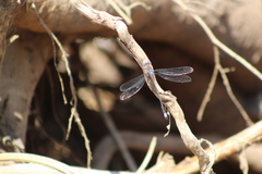 Archilestes