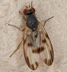 Palloptera umbellatarum