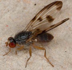 Palloptera umbellatarum