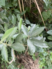Ficus capreifolia