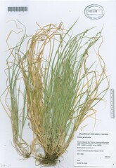 Carex praticola